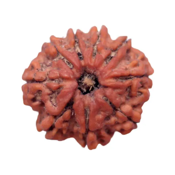 9_Mukhi_Rudrakch_(Nepali)
