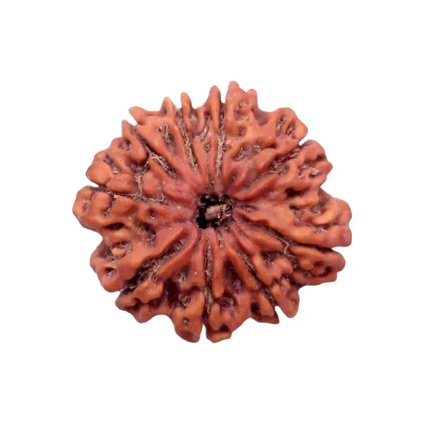 9_Mukhi_Rudrakch_indonesia