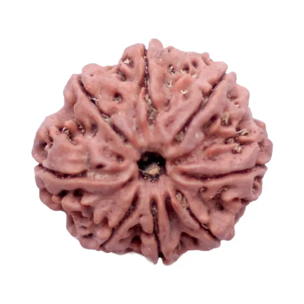 9_Mukhi_Rudrakch_indonesia
