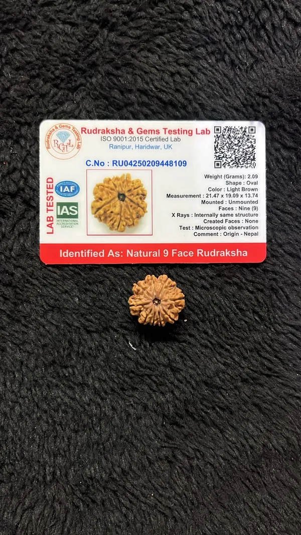 9_Mukhi_Rudrakch_indonesia