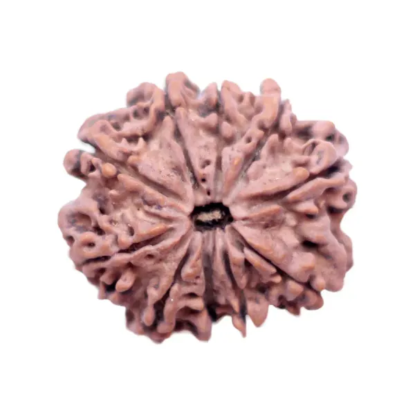 10_Mukhi_Rudrakch_(Nepali)