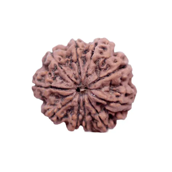 10_Mukhi_Rudrakch_indonesia