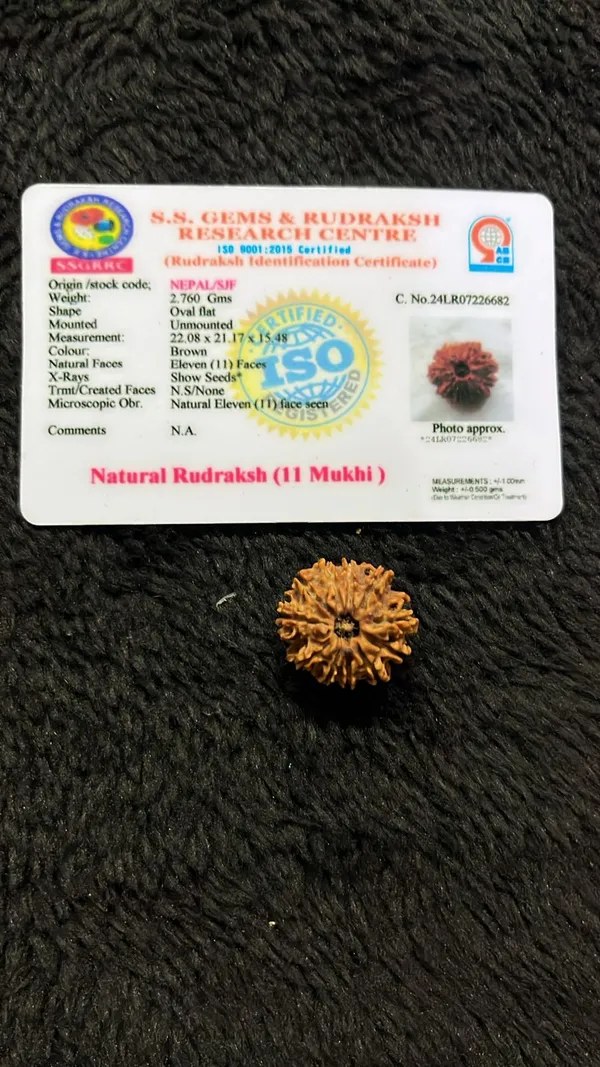 11_Mukhi_Rudrakch_(Nepali)