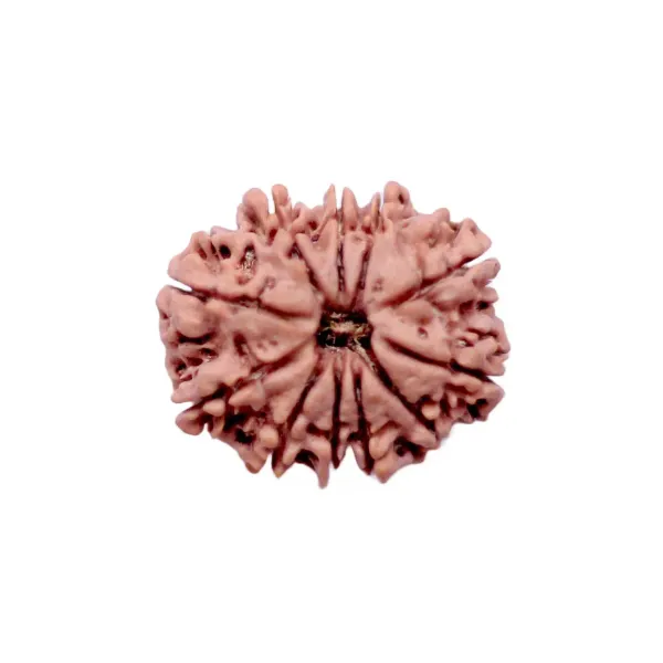 11_Mukhi_Rudrakch_(Nepali)