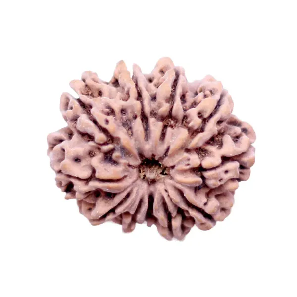 11_Mukhi_Rudrakch_indonesia