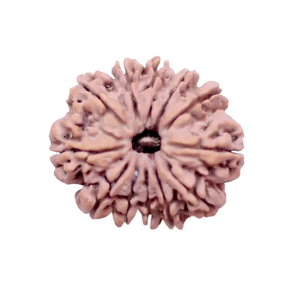 12_Mukhi_Rudrakch_indonesia
