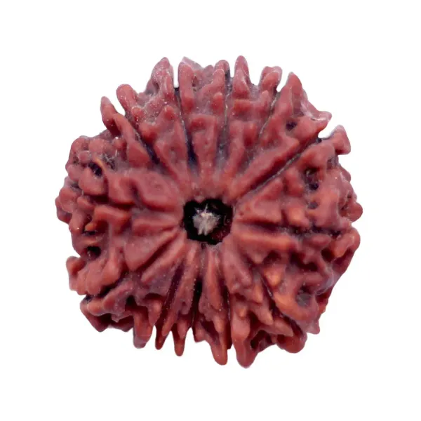 12_Mukhi_Rudrakch_indonesia