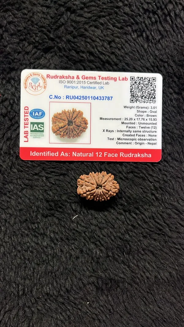 12_Mukhi_Rudrakch_indonesia