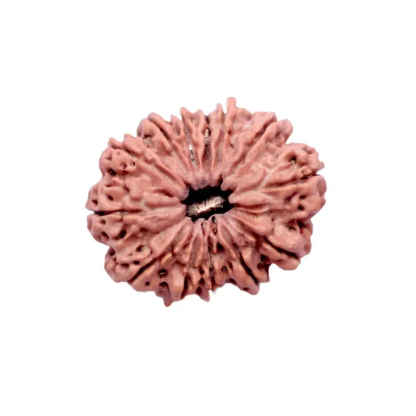 13_Mukhi_Rudrakch_(Nepali)