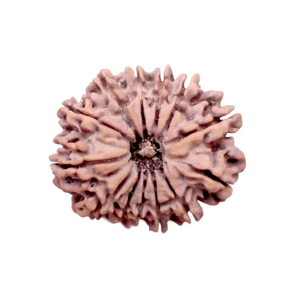 13_Mukhi_Rudrakch_indonesia