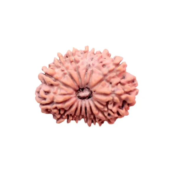 15_Mukhi_Rudrakch_indonesia