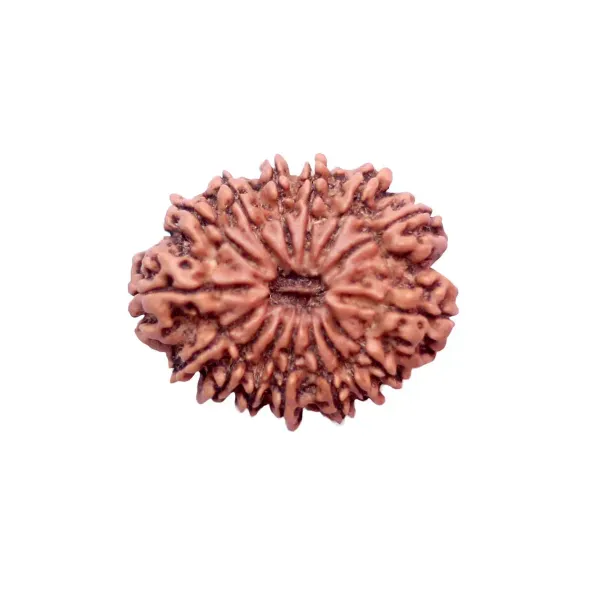15_Mukhi_Rudrakch_indonesia