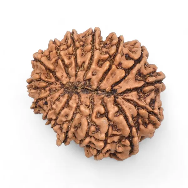 16_Mukhi_Rudrakch_indonesia