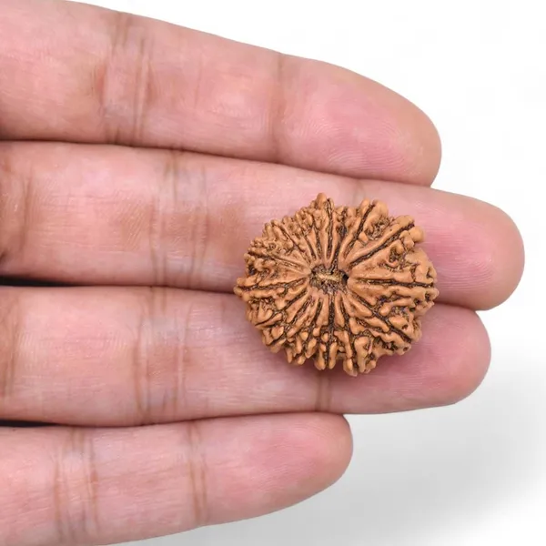 16_Mukhi_Rudrakch_indonesia