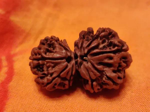 Garbh_Gauri_Rudrakch_(_indonesia