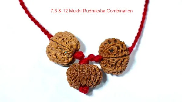 7,8_&_12_Mukhi_nepali_Rudraksha_Combination_For_(Founders_&_Businessmen)_Nepali