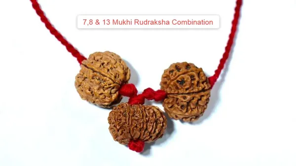 7,8_&_13_Mukhi_nepali_Rudraksha_Combination_For_(sales_executives/brokers/_traders)