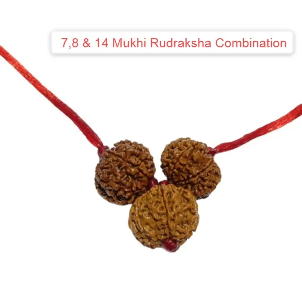 7,8_&_14_Mukhi_indonesia_Rudraksha_Combination_For_(Brokers_&_Indsutrialists)_Indonesia