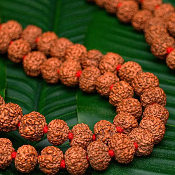 7_Mukhi_Japa_Rudraksha_Mala