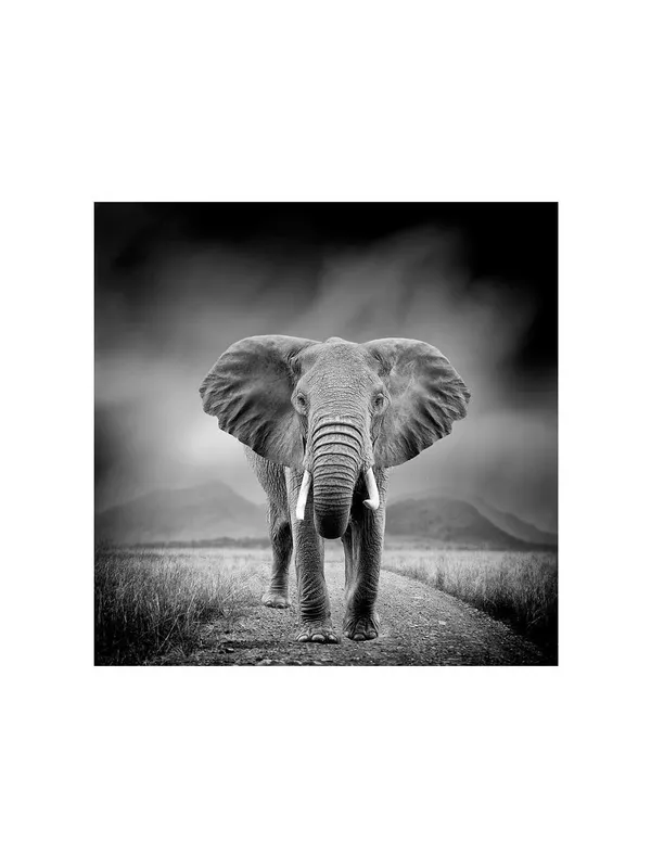 Majestic_Elephant_Canvas-Wrapped_Painting_24X24_-_Black_and_White_Safari_Scene(FLP24X240350)