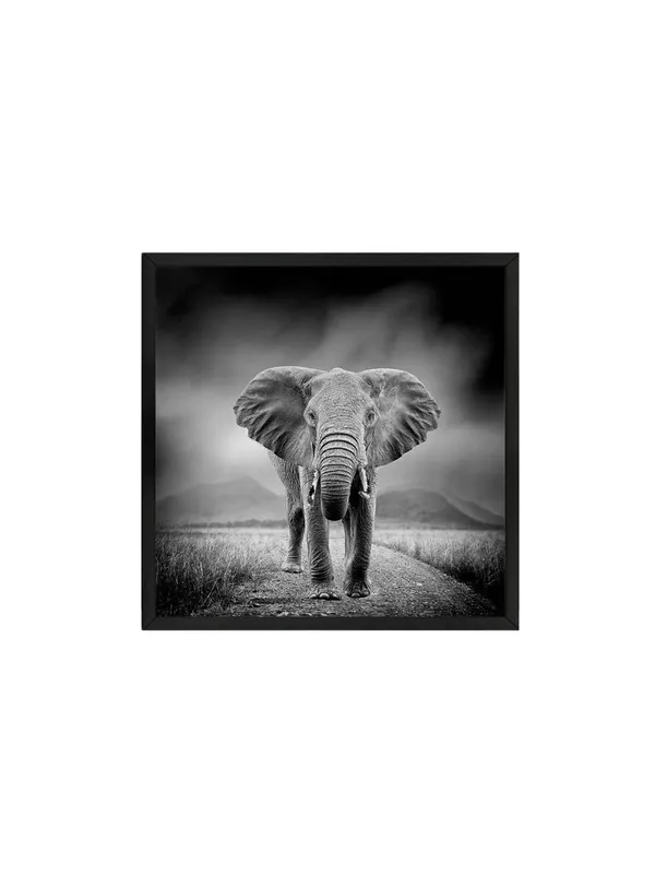Box_Fiber_Frame_Majestic_Elephant_Canvas-Wrapped_Painting_24X24_-_Black_and_White_Safari_Scene_(BLF24X240350)