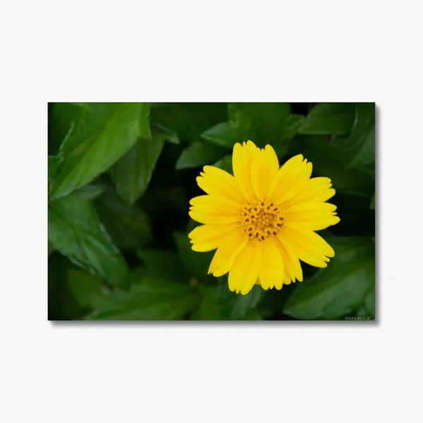 The_Yellow_Muse_Wall_Art_20_X_30_Inches_Canvas_Print_Landscape_Nature_Photography_On_Wooden_Frame