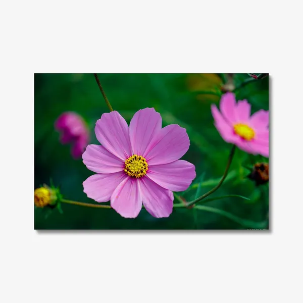 Whispers_Of_Pink_Wall_Art_20_X_30_Inches_Canvas_Print_Landscape_Nature_Photography_On_Wooden_Frame