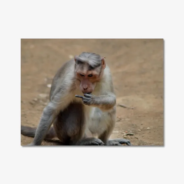 Zero_Bananas_Given_Wall_Art_20_X_30_Inches_Canvas_Print_Landscape_Nature_Photography_On_Wooden_Frame
