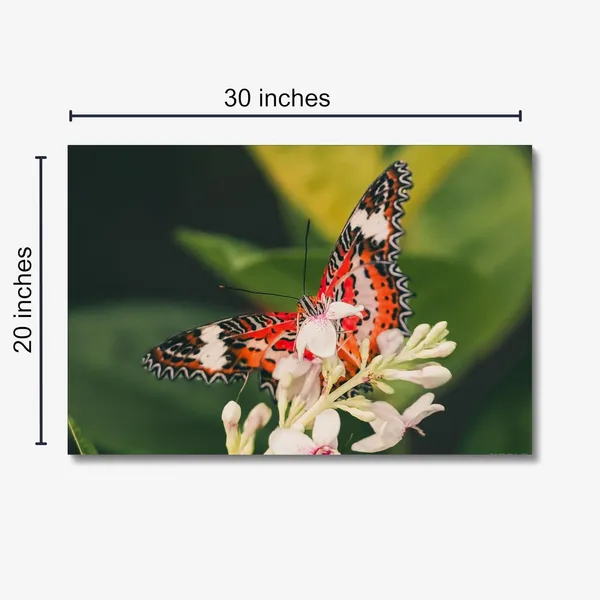 Butterfly_Dreams_Wall_Art_20_X_30_Inches_Canvas_Print_Landscape_Nature_Photography_On_Wooden_Frame