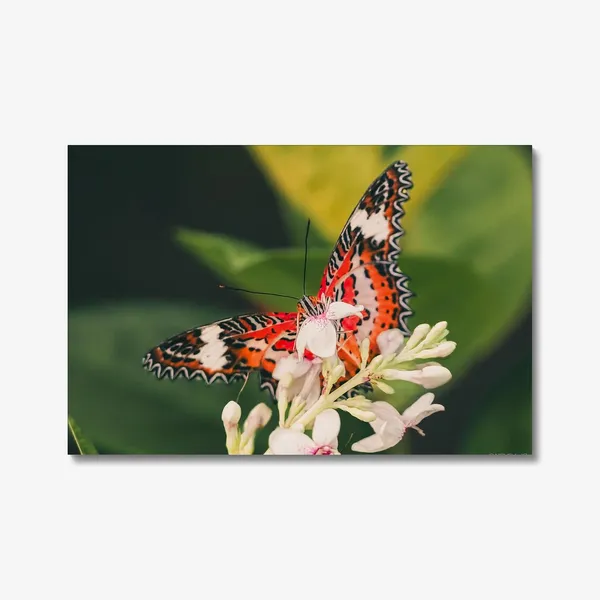 Butterfly_Dreams_Wall_Art_20_X_30_Inches_Canvas_Print_Landscape_Nature_Photography_On_Wooden_Frame