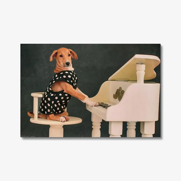 Classy_Canine_Concert_Wall_Art_20_X_30_Inches_Canvas_Print_Landscape_Nature_Photography_On_Wooden_Frame