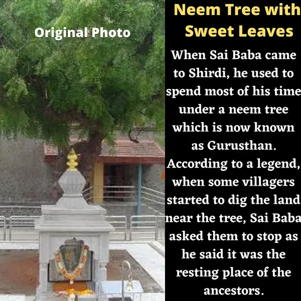 Sai_Amrut_Sai_Baba_Marble_Dust_Murti_Idol_Statue_With_Neem_Tree_Home_Decor_More