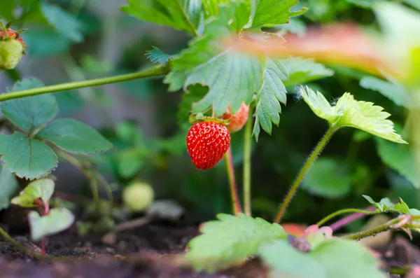 Premium_Chunky_Strawberry_Jam_For_Everyone