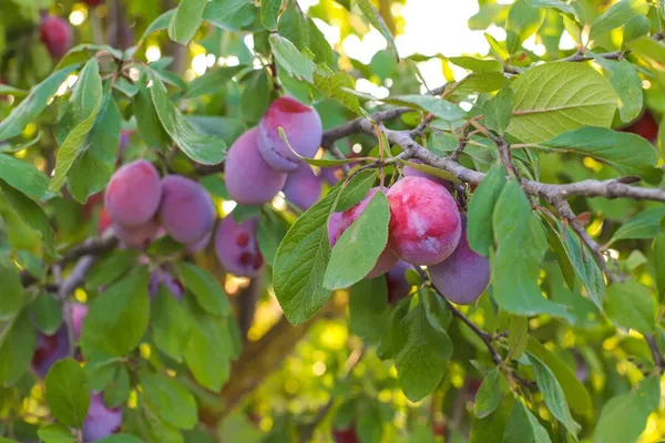 Premium_Plum_Chutney_For_Everyone