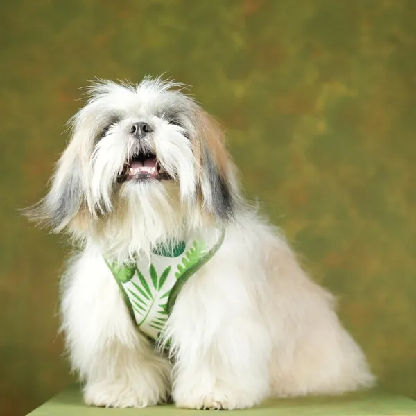 White_High_Safety_Dog_Belt_For_Large_Dogs