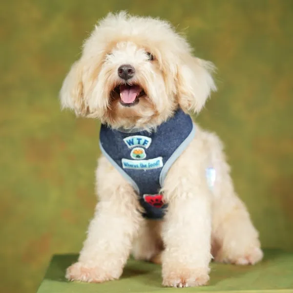 Blue_Adjustable_Outdoor_Dog_Harness_With_Led_Snap_Buckles,_High_Safety_Dog_Belt_For_Large_Dogs