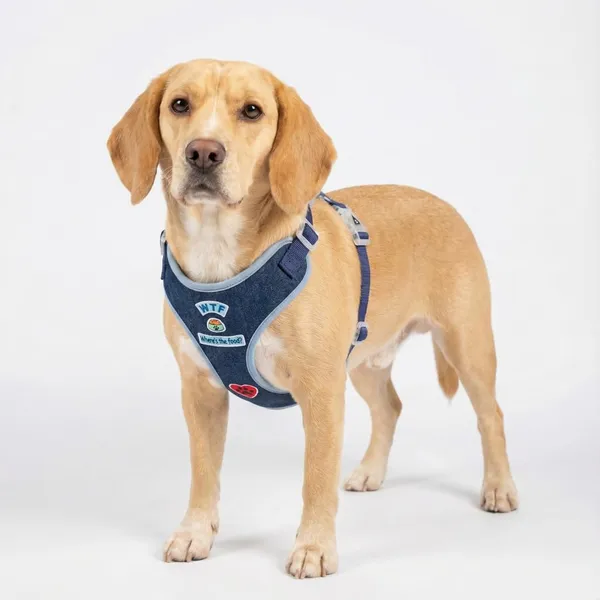 Blue_Adjustable_Outdoor_Dog_Harness_With_Led_Snap_Buckles,_High_Safety_Dog_Belt_For_Large_Dogs