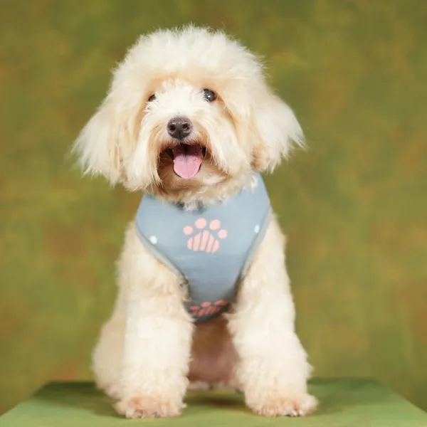 Light_Blue_High_Safety_Dog_Belt_For_Large_Dogs