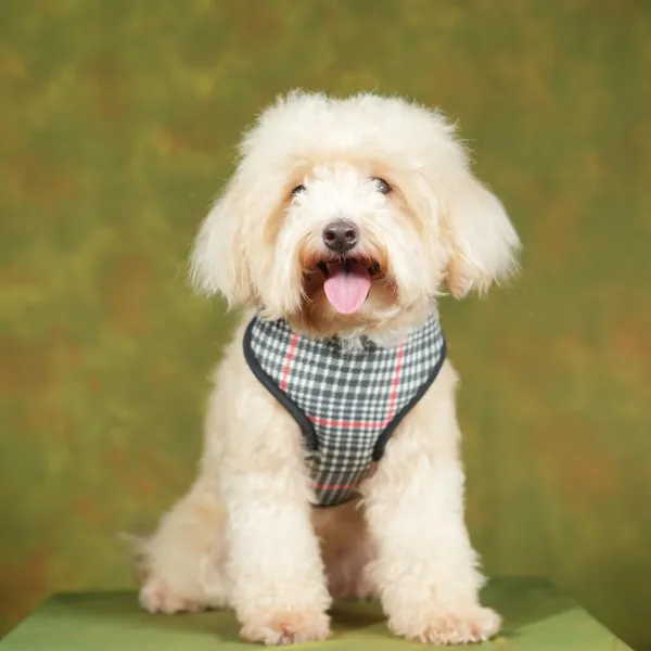 Black_High_Safety_Dog_Belt_For_Large_Dogs