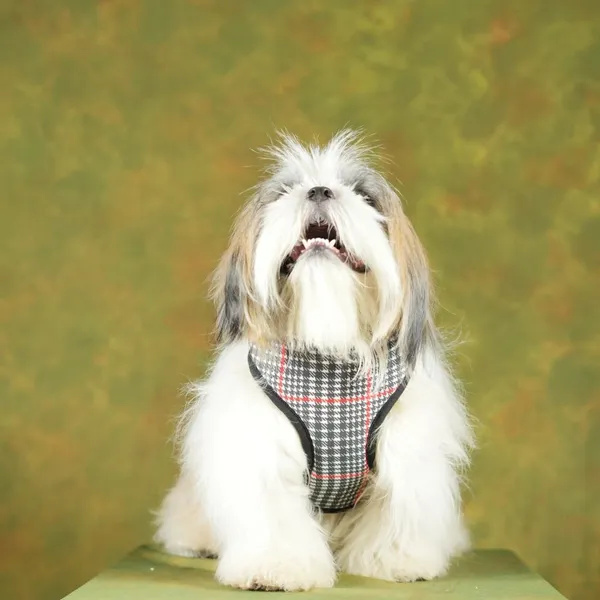 Black_High_Safety_Dog_Belt_For_Large_Dogs