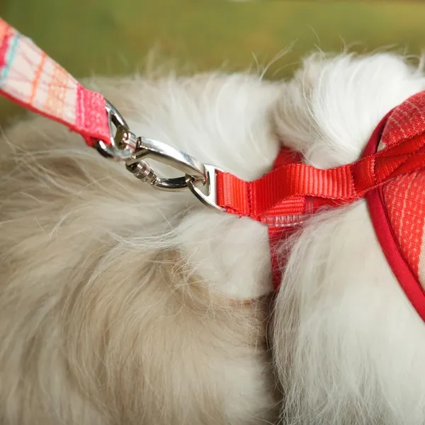 Multicolor_High_Safety_Dog_Belt_For_Large_Dogs