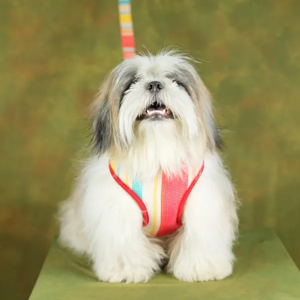 Multicolor_High_Safety_Dog_Belt_For_Large_Dogs