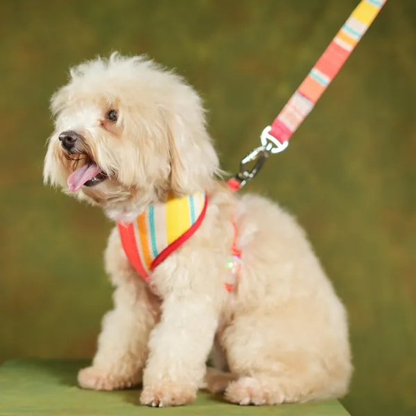 Multicolor_High_Safety_Dog_Belt_For_Large_Dogs