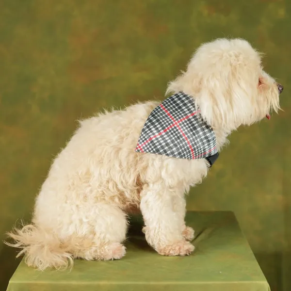 Multicolor_Adjustable_Dog_Bandana/Dog_Scarf/Dog_Gift