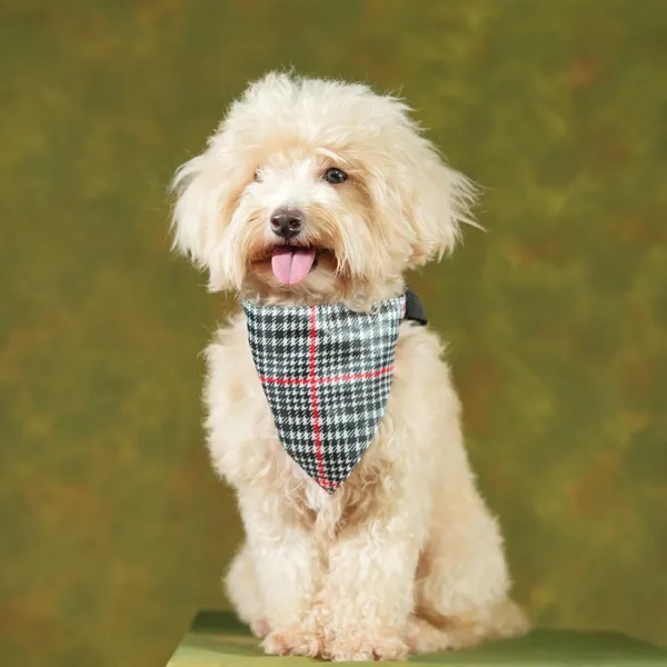 Multicolor_Adjustable_Dog_Bandana/Dog_Scarf/Dog_Gift