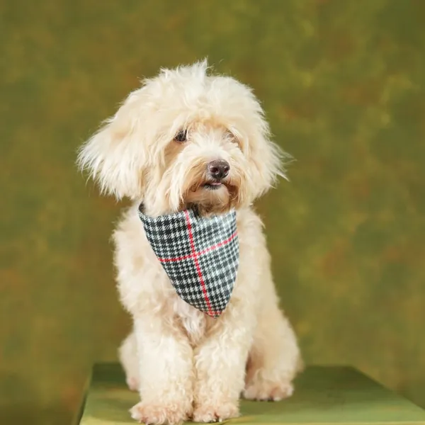 Multicolor_Adjustable_Dog_Bandana/Dog_Scarf/Dog_Gift