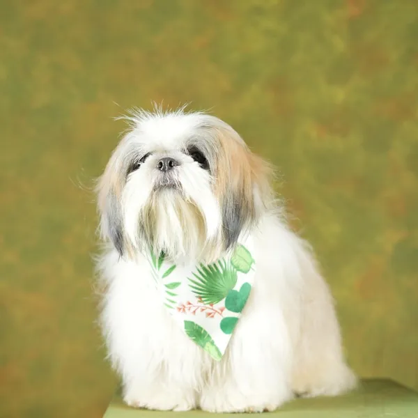 White_Adjustable_Dog_Bandana/Dog_Scarf/Dog_Gift