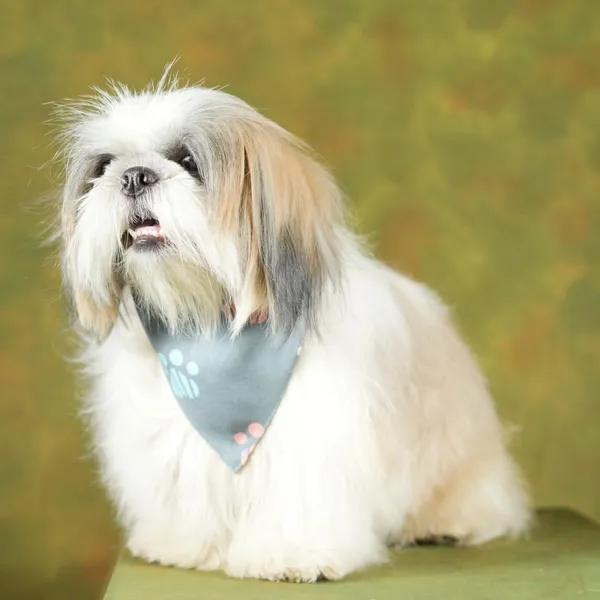 Multicolor_Adjustable_Dog_Bandana/Dog_Scarf/Dog_Gift