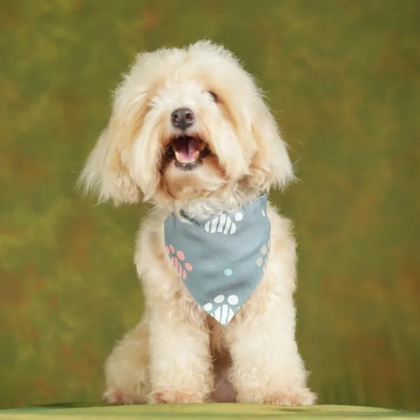 Multicolor_Adjustable_Dog_Bandana/Dog_Scarf/Dog_Gift