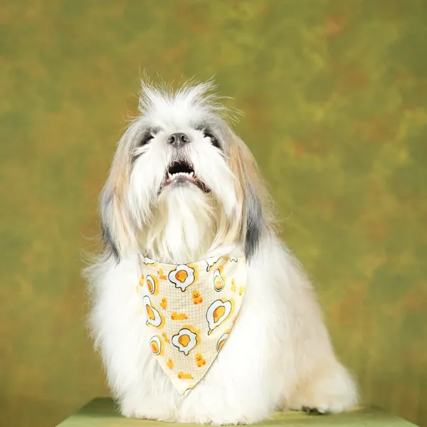 Yellow_Adjustable_Dog_Bandana/Dog_Scarf/Dog_Gift
